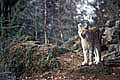 lynx,forêt,félin 